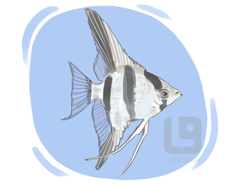 angelfish definition and meaning