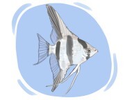 angelfish