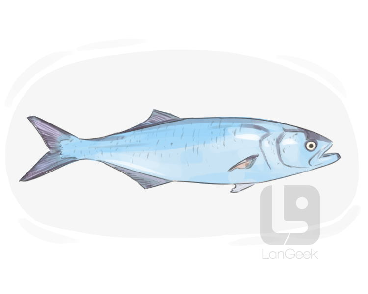 bluefish definition and meaning