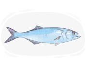 bluefish