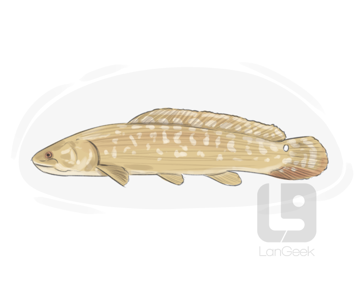 bowfin definition and meaning