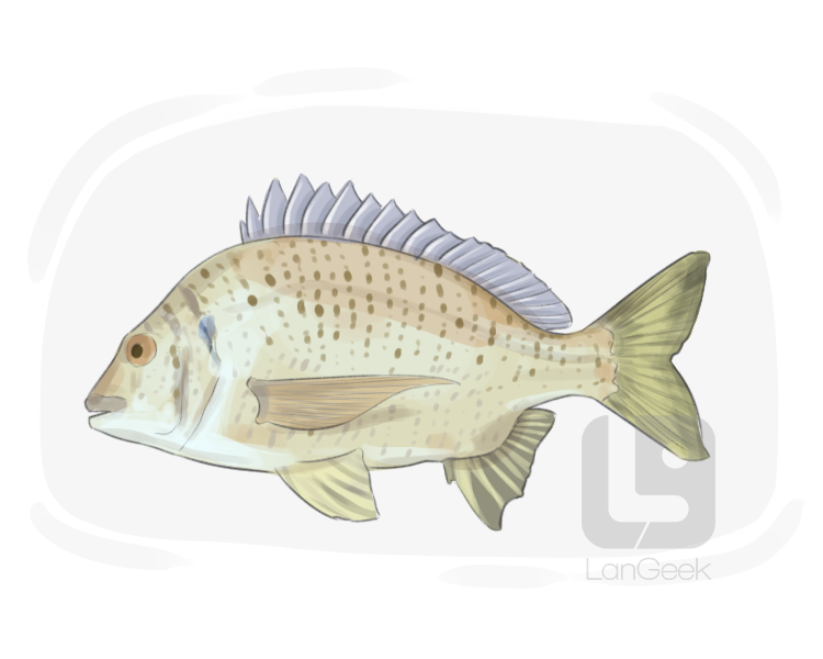 sea bream definition and meaning