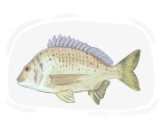 bream