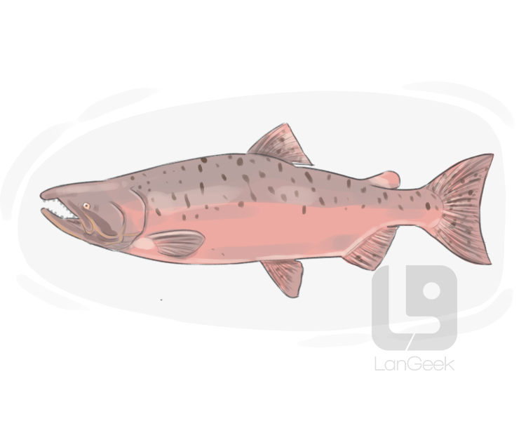 Chinook salmon definition and meaning