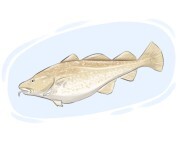 scrod