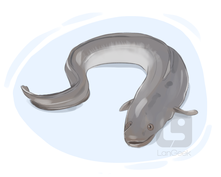conger eel definition and meaning