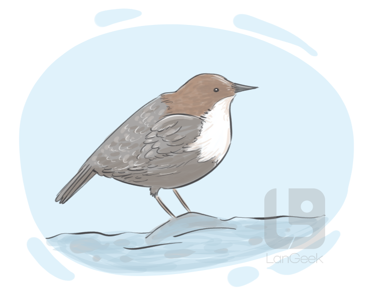 dipper definition and meaning