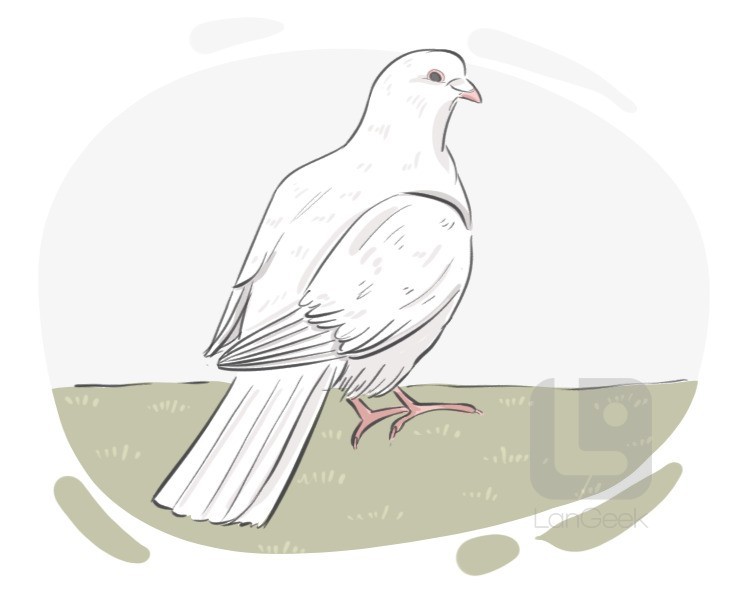 dove definition and meaning