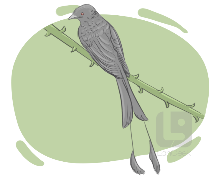 drongo definition and meaning