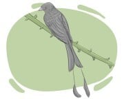 drongo