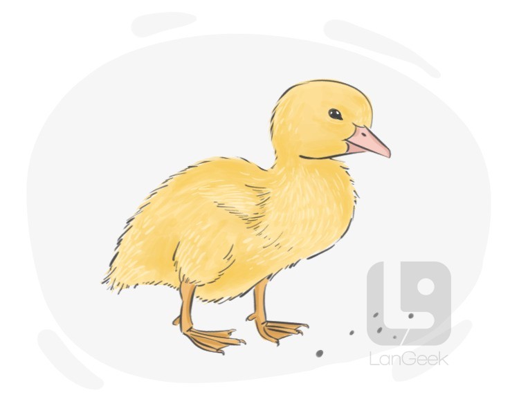 duckling definition and meaning
