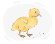 duckling