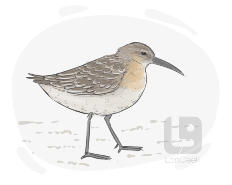 dunlin definition and meaning