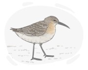 dunlin