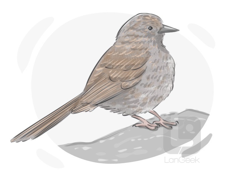 dunnock definition and meaning