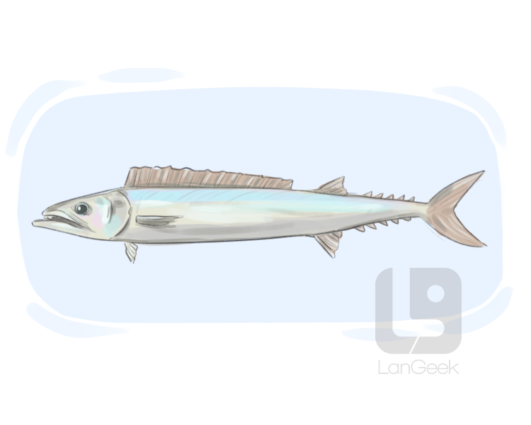barracuda definition and meaning