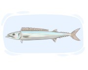 barracouta