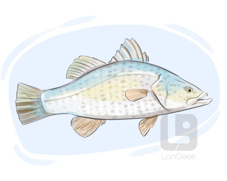 barramundi definition and meaning