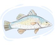 barramundi