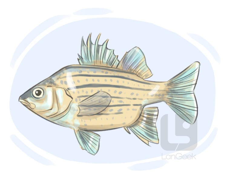 Definition & Meaning of "Bass" LanGeek