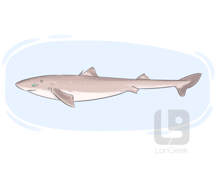 atlantic spiny dogfish definition and meaning