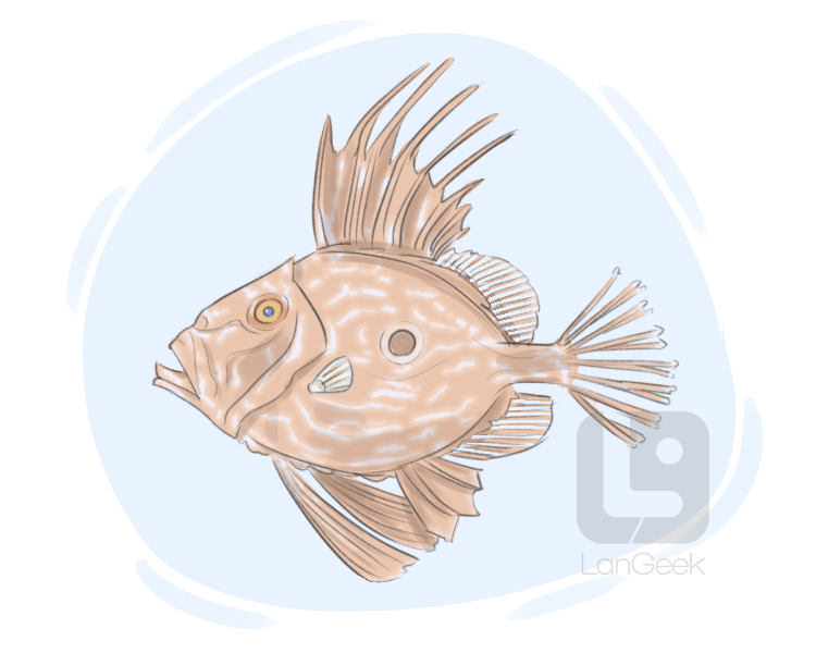 John Dory definition and meaning