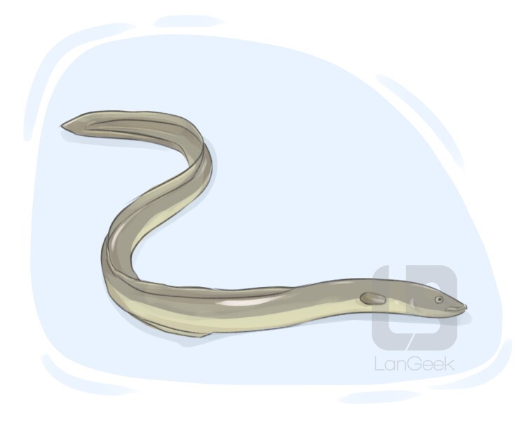 Definition & Meaning of "Eel" | LanGeek