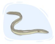 eel