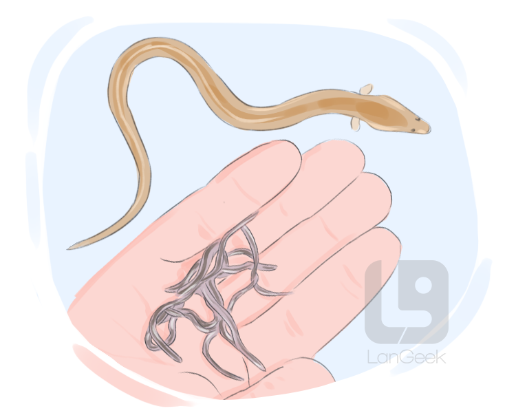 elver definition and meaning