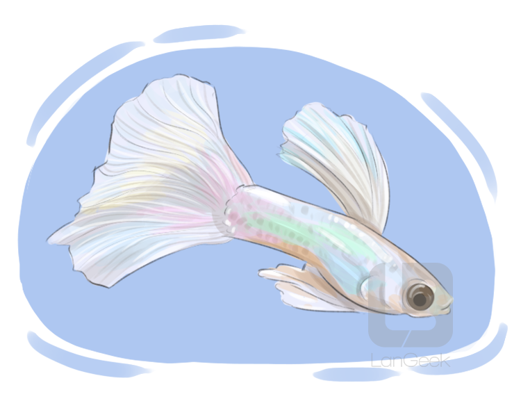 rainbow fish definition and meaning