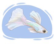 guppy