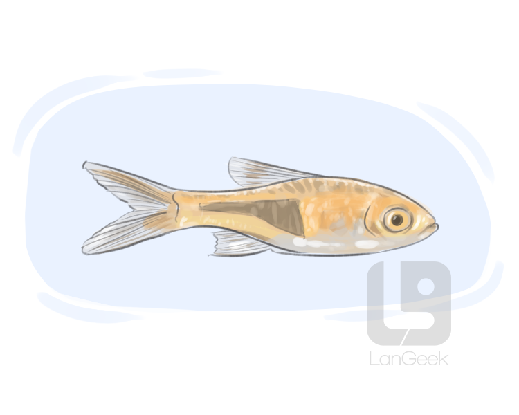 harlequin rasbora definition and meaning
