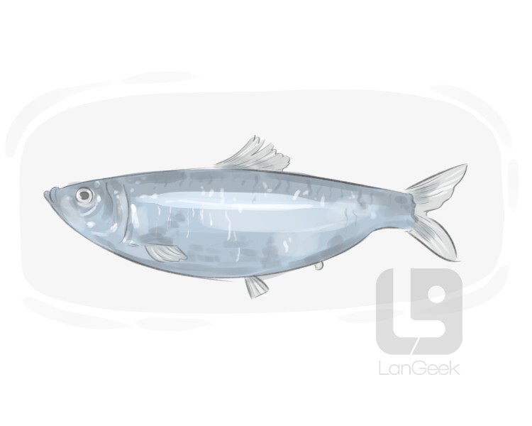 Definition & Meaning of "Herring" LanGeek