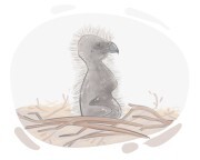 eaglet