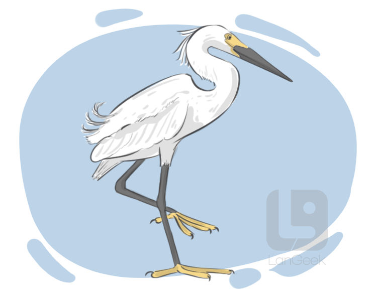 egret definition and meaning