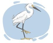 egret