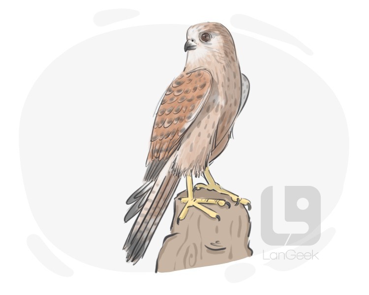 falcon definition and meaning