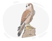 falcon