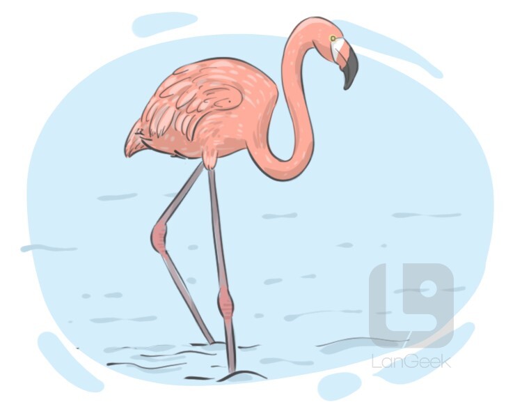 family phoenicopteridae definition and meaning