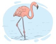 flamingo