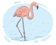 flamingo