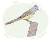 flycatcher