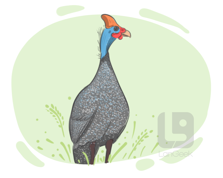 guinea fowl definition and meaning