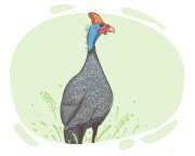 guinea fowl