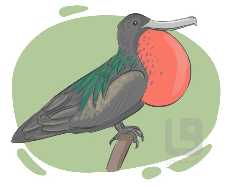 frigate bird definition and meaning