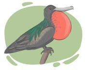 frigate bird