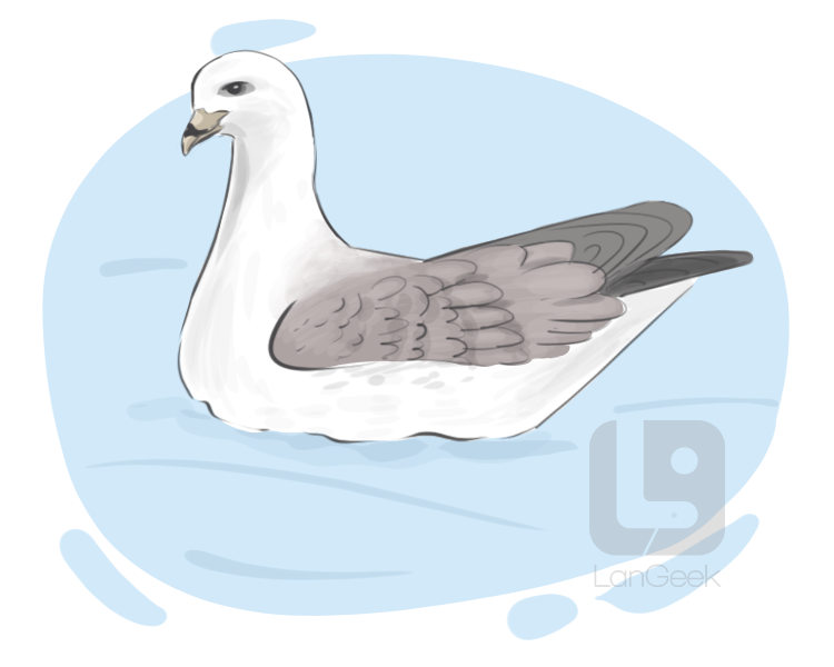fulmar definition and meaning