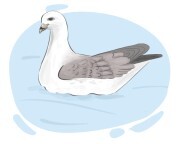 fulmar
