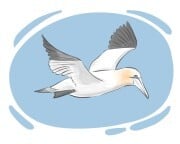 gannet
