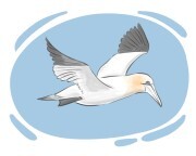 gannet
